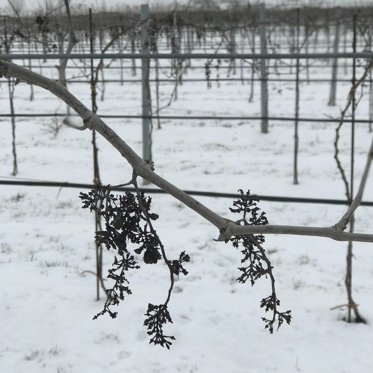 La Stombellina in inverno